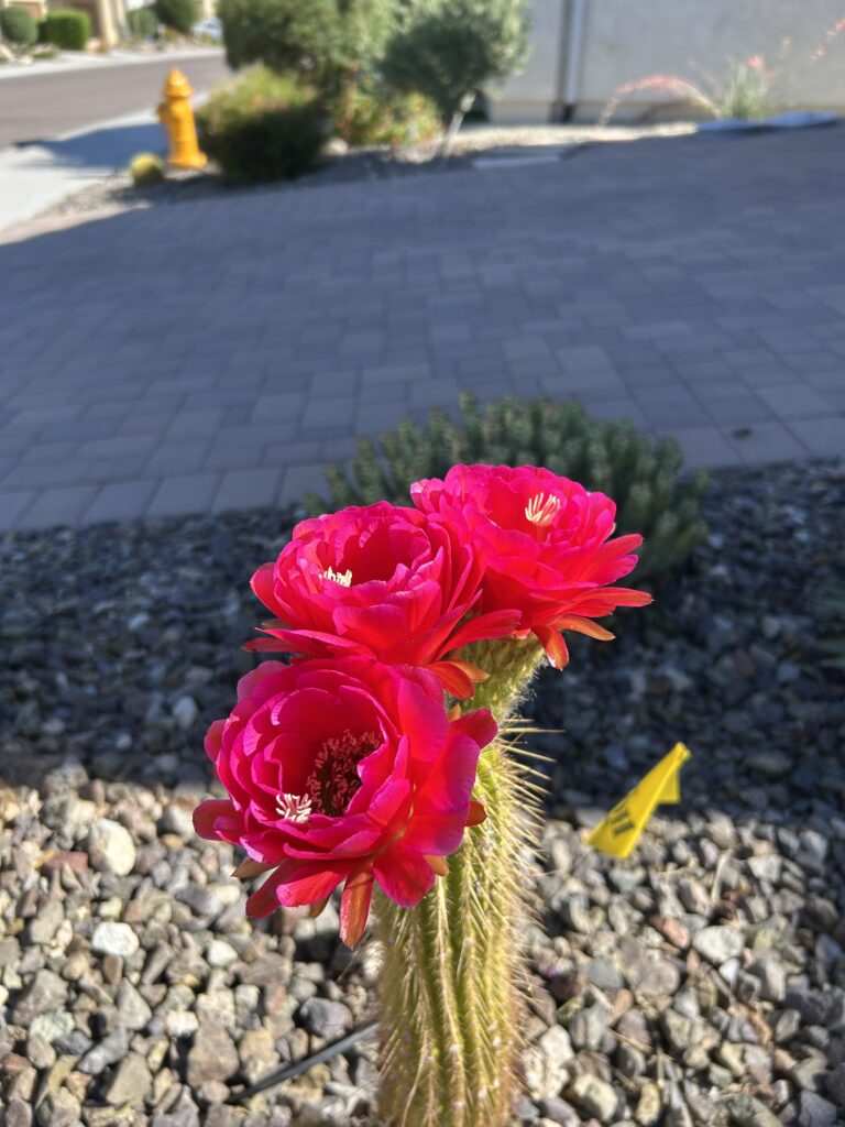 Cactus in Sun City Festival